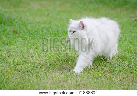 White Persian Cat Walking