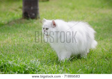 White Persian Cat Walking