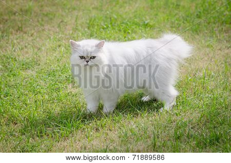 White Persian Cat Walking