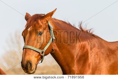 Horse Portrait Chestnut