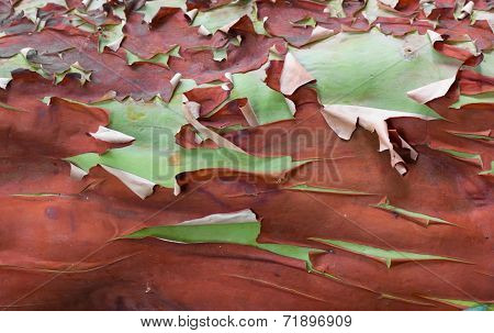 Desquamation Bark Of A Tree