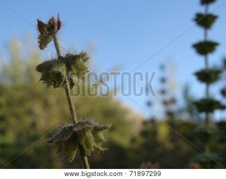 Plants