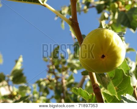 Fruit