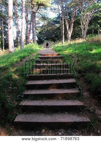 Forest Pathway Steps