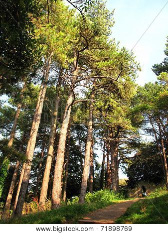 Forest Pathway