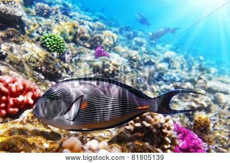 Coral And Fish In The Red Sea.fish-surgeon.egypt