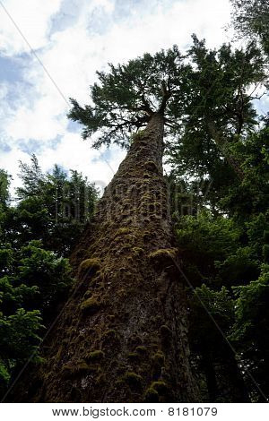 Foresta