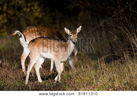fallow deer fawn
