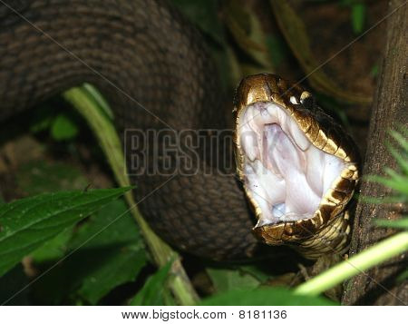 Cottonmouth (Agkistrodon piscivorus)