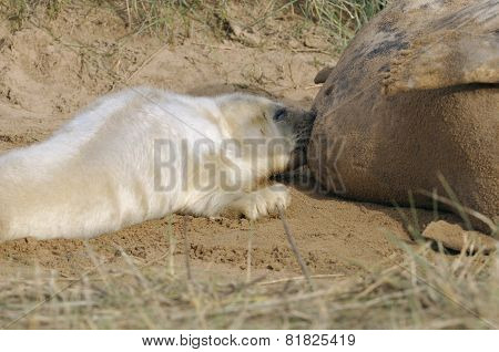 Atlantic Grey Seal Pup Feeding