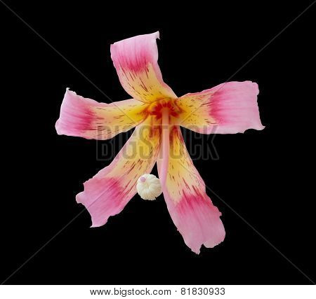 Pink Tropical Flower