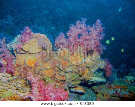 Barriera corallina
