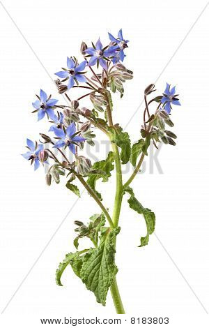 Modře kvetoucí starflower