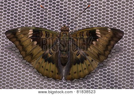 Mango Baron Butterfly