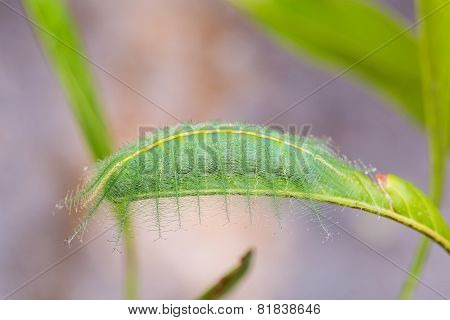 Mango Baron Caterpillar