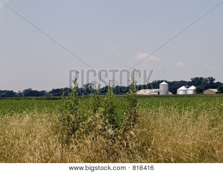 Campo di fattoria