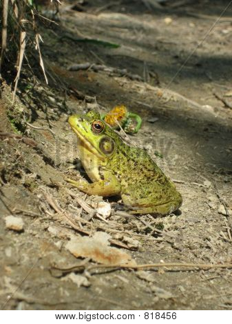 Grenouille sur un chemin