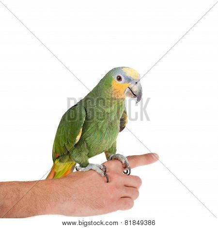 Orange-winged amazon on hand of a white background