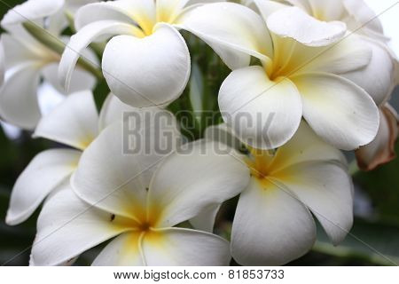 Beautiful White Plumeria Frangipani