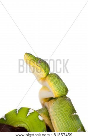 Emerald tree boa isolated on white background
