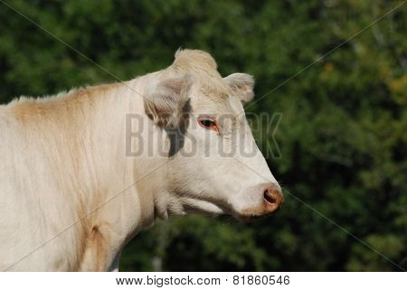 Charolais Cow Portrait