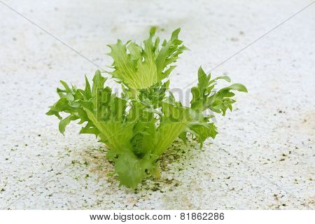 Vegetable