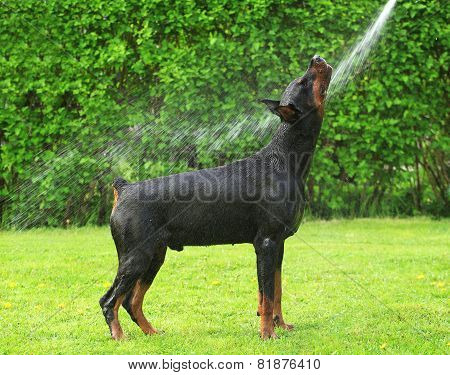 Dog taking a shower