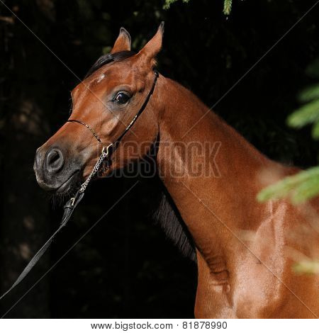 Beautiful Arabian Mare