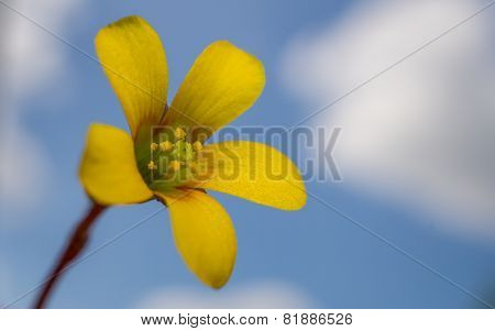 A small yellow wildflower