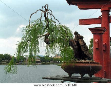 Bonsai Tree Willow