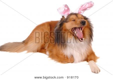 Chien fatigué de Pâques