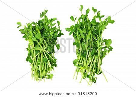 Snow Pea Sprouts