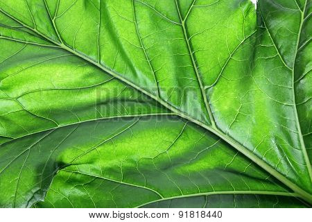 Bear's Breeches Leaf