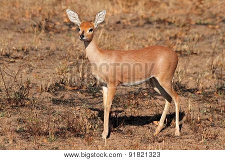 Female steenbok antelope (Raphicerus campestris), South Africa
