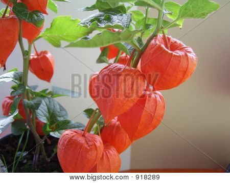 ดอกไม้สีส้ม
