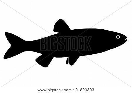 Silhouette Of The Fish Chub