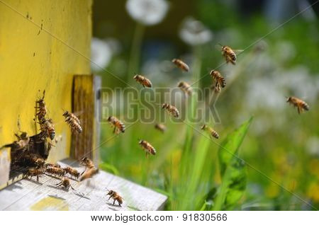 Busy bees returning with honey and pollen in apiary in the springtime