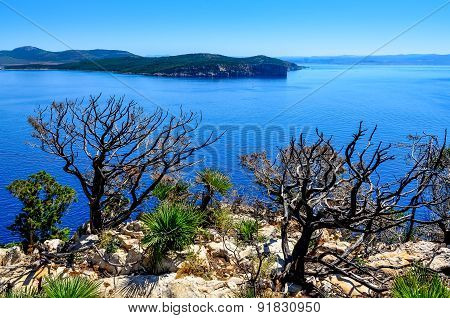 Ocean Landscape With Dry Trees And Bushes, Sardinia
