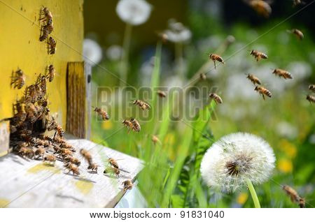Busy bees returning with honey and pollen in apiary in the springtime