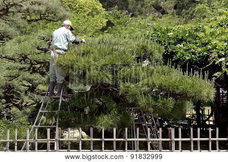 Professional gardener pruning a tree