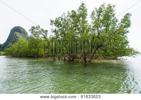 Avicennia Officinalis Is A Species Of Mangrove