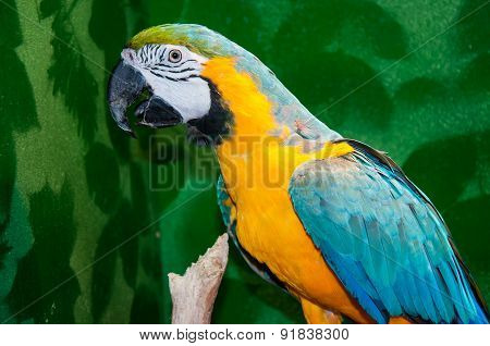 Blue-and-yellow Macaw Or Ara Ararauna