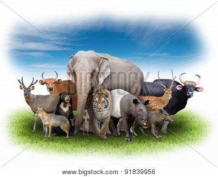 Group Of Asia Animals