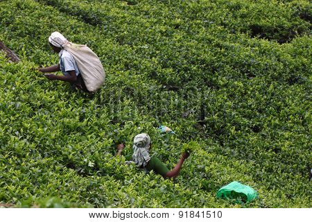 Haputale, Sri Lanka, tea picking