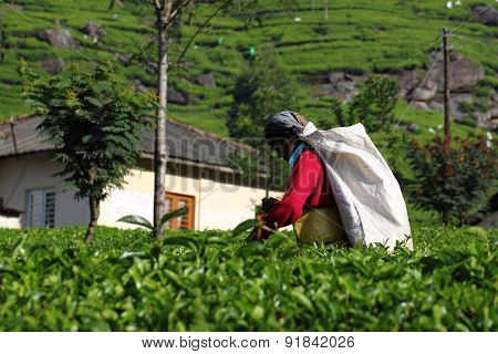 Haputale, Sri Lanka, tea picking