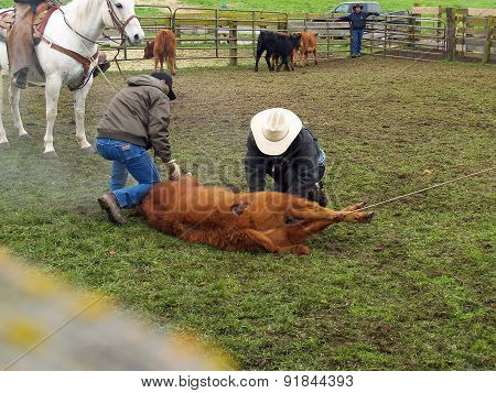 Branding Cows