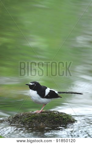 Bird And River (black-backed Forktail) Perching On Stone For Bac