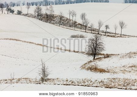 Trees In Field Covered By Snow. Winter Scenery