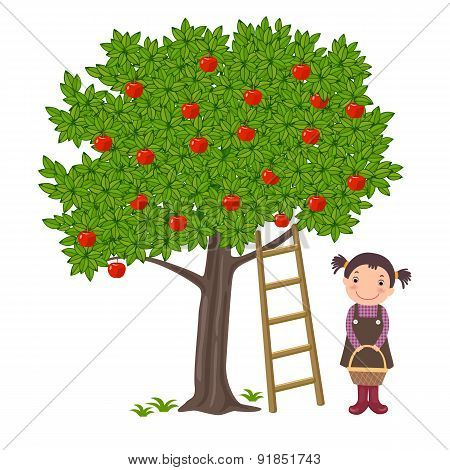 Girl picking apples
