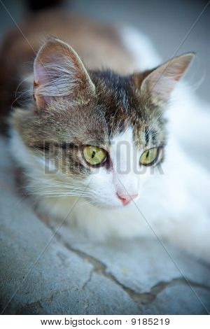 Attento gatto